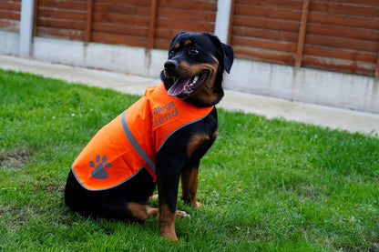 Upgraded Reflective Dog Vest. Hi-Visibility, Fluorescent Blaze Orange Dog Vest Helps Protect Your Best Friend. Safeguard Your PUP from Motorists & Hunting Accidents, on or off Leash by